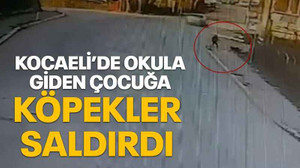 Kocaeli’de okula giden çocuğa köpekler saldırdı